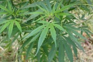 glenn dale physical therapists medical marijuana